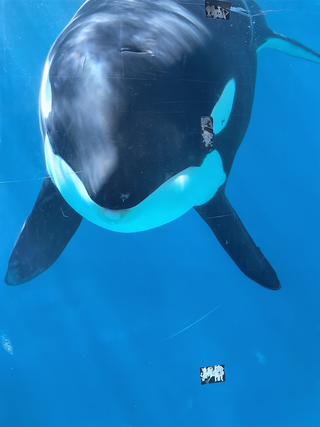 Dolphin games